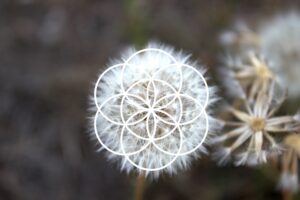 Sacred Geometry in Nature - Dandelion, Flower of life Sacred Geometry in Nature - Dandelion, Flower of life